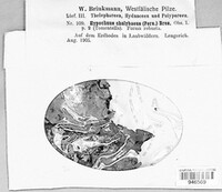 Thelephora atra image